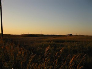 Phragmites along the road to Bayside      